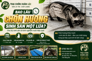 bao-lau-chon-huong-sinh-san-mot-lua-chu-ky-sinh-san-va-kinh-nghiem-nuoi-hieu-qua