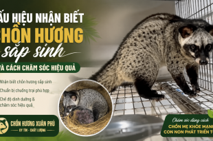 dau-hieu-nhan-biet-chon-huong-sap-sinh-va-cach-cham-soc-hieu-qua
