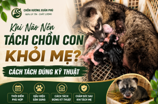 khi-nao-nen-tach-chon-con-khoi-me