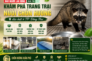 chon-huong-xuan-phu-vinh-du-duoc-bao-nguoi-lao-dong-dua-tin-ve-mo-hinh-nuoi-chon-huong-tai-dong-nai