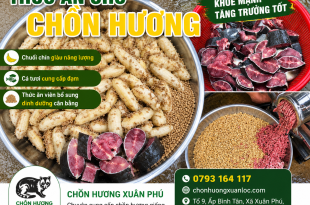 thuc-an-cho-chon-huong-bi-quyet-giup-chon-khoe-manh-sinh-truong-tot