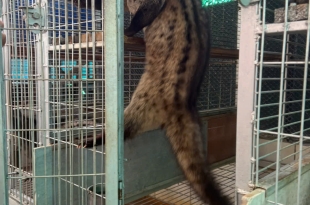 ky-thuat-ghep-doi-va-cham-soc-chon-huong-trong-mua-sinh-san