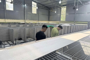 thu-tuc-phap-ly-khi-nuoi-chon-huong-nhung-giay-to-can-biet-huong-dan-dang-ky